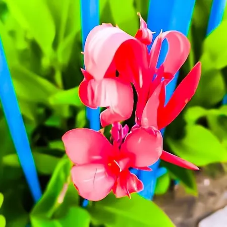 Apartament William's - Fourth Pretty